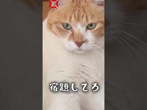 猫の動画サムネイル - 夏休み中うざ絡みしてくる子どもに我慢の限界がきた #猫武将 #ネコ #ねこ #元野良猫チャチャ