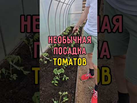 Необычная посадка томатов: урожай будет хороший