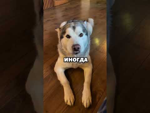 Та самая разговорчивая собака