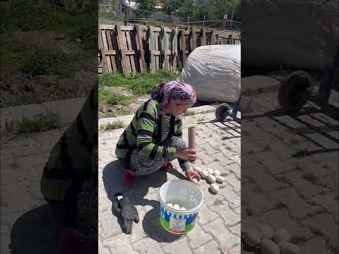 Erik dalıyla kuluçkaya yatan kaz😂