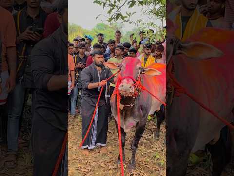 RAHUL BHAI PATIL🤴1001🤴॥❤️मथुर❤️॥#viralvideo #tags#shortsyoutube #1001#viral#tags#like#likeforlikes