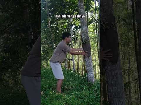 Komedi sunda kocak lucu #shorts #ngakak #adaygaslinya