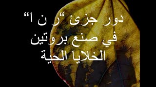 دور جزئ “ر ن ا“ في صنع بروتين الخلايا الحية [314]