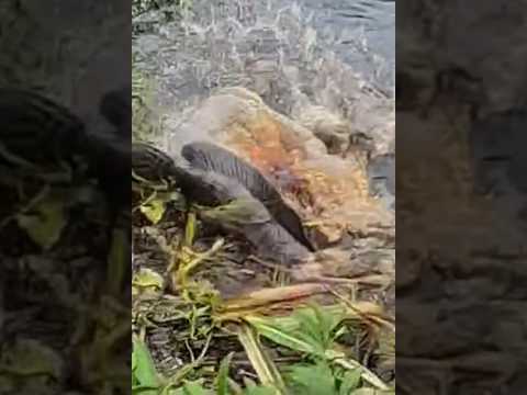 Con cá khổng lồ có lớp da như rắn #cacconvat #docla #fishing
