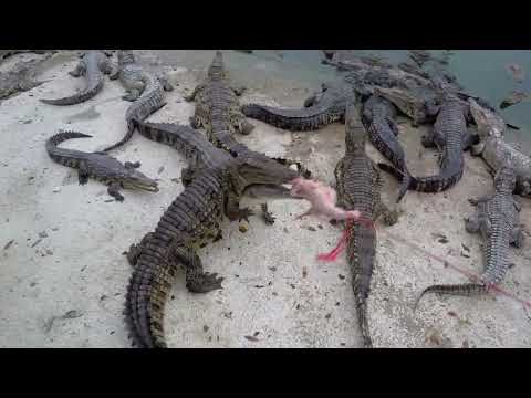 Testing the crocodile's appetite, feeding it for 3 consecutive days #crocodile