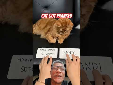 Cat got Pranked #cat #funny #cute