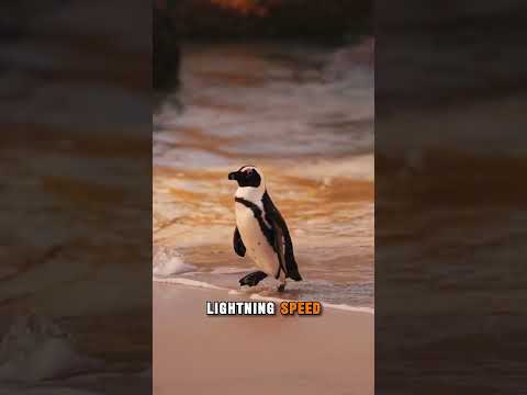 Penguins Can Jump Higher Than You Think 🐧💦 | #penguins #animalfacts #antarctica