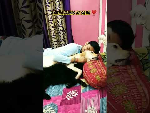 Hum Ek Sath Hai 🥰... #dog #labrador #pets #ytshorts #shorts
