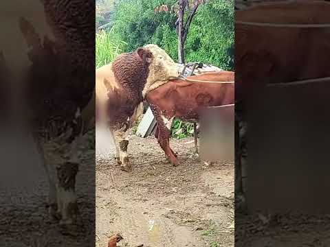 Calfcare owrearing Cowfeeding 334