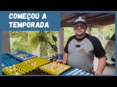 Recolhendo os ovos no rancho dos garnisés | Coração Campeiro