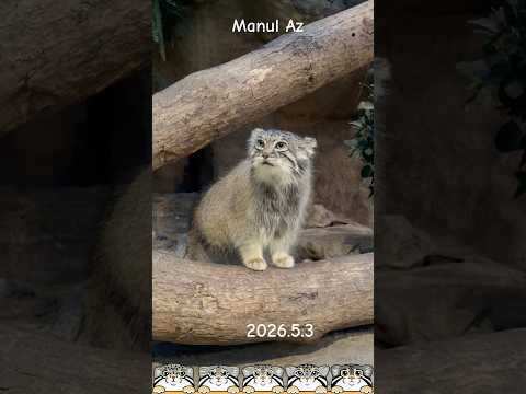 【マヌルネコ】アズのお散歩　#shots #神戸どうぶつ王国　#マヌルコネコ #manul  #pallascat #pallasscat　#манул  #兔猻