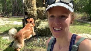 Autumn Equinox 2024 | Quick Homestead Tour
