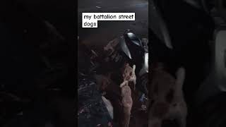 my battalion street dogs #dog #doglover #dogs #streetdog