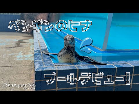 《鳥羽水族館》フンボルトペンギンのヒナがプールデビューしました！