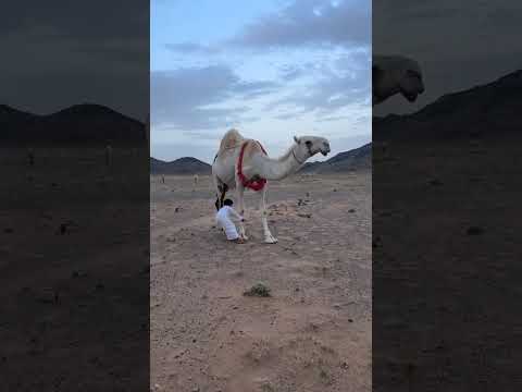 هذا الشبل من ذاك الأسد...ماشاء الله