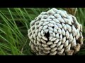 Exploring the Fibonacci Sequence in Nature