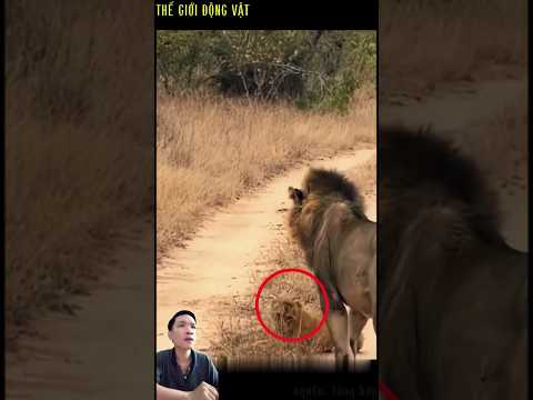 sư tử đực bất ngờ tấn công chú sư tử con.