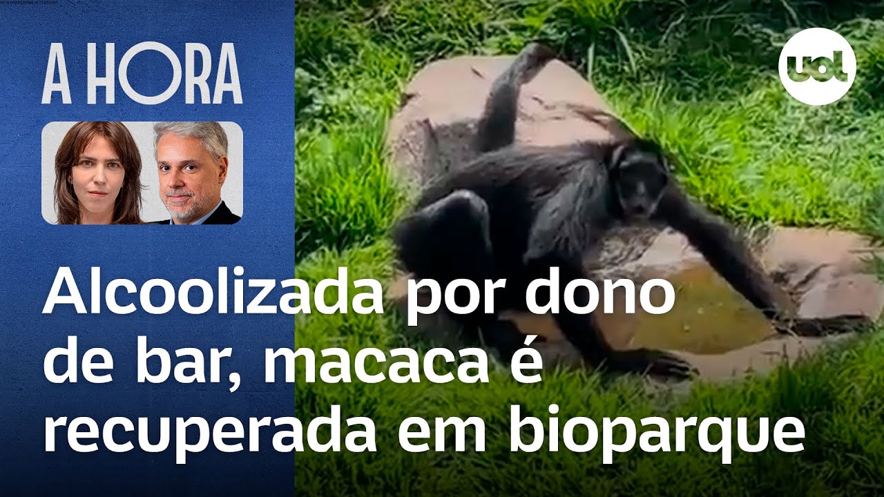 Alcoolizada por dono de bar, macaca é recuperada em bioparque na Amazônia