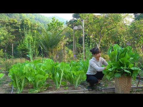 Harvesting mustard greens, Preserving them. Fertilizing with straw ash, Planting more vegetables