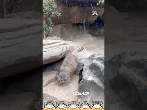 マヌルネコアズのお散歩🌿 Read the comments #shots #神戸どうぶつ王国　#マヌルコネコ #manul  #pallascat #pallasscat　#манул  #兔猻
