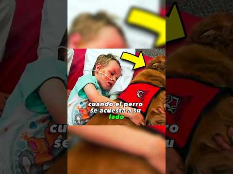 Un Niño Se Despide De La Vida, Pero Ocurre Un Milagro Cuando El Perro Se Acuesta A Su Lado Parte 2
