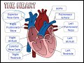 Exploring the Circulatory and Digestive Systems