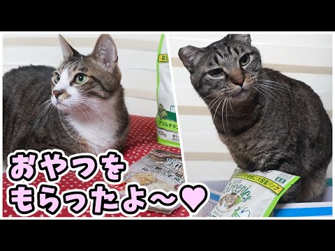 おいしそうなおやつに興味津々な猫におやつをあげてみたら…?プレゼントをもらったからおやつパーティ! 【リキちゃんねる 猫動画】 キジトラ 猫のいる暮らし