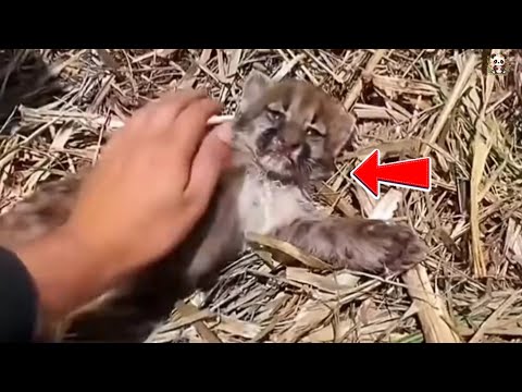 Wild Guardian: Story of a Girl Who Rescued a Leopard Cub and Fostered a Bond.