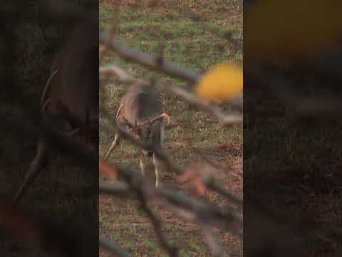 The rut’s heating up 🔥 This buck means business. #RutMode #Whitetail