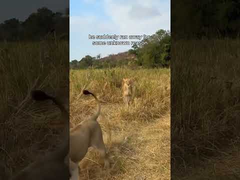 Why did the lion run away?