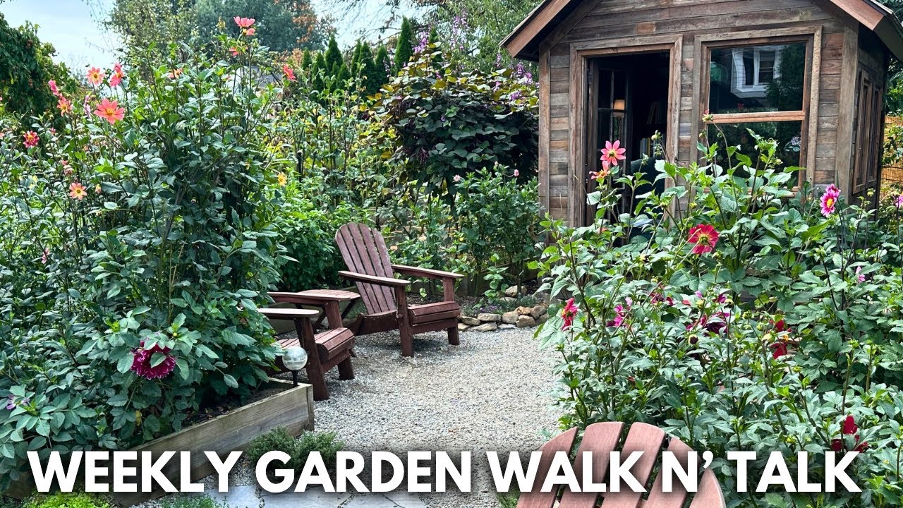 Weekly Garden Tour / Creating New Garden Rooms, Dahlia Blooms & Butterflies, Drainage Problems