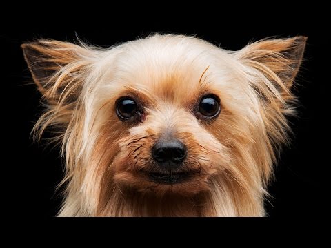 "Dawgz - A Blues Tribute" | Blues Harmonica and Saxophone | Blues Guitar | 12 Bar Blues | Slow Blues New Music Video
