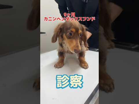 散歩中飼い主に抱き抱えられたまま階段から転倒した9ヶ月のカニンヘンダックスフンドが動物病院にやって来た！