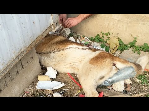 Akita Dog Was Found Giving Up On Life in a Construction Site and His Smell Was Unbearable