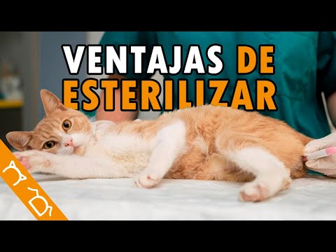 10 Beneficios De ESTERILIZAR A Mi GATO