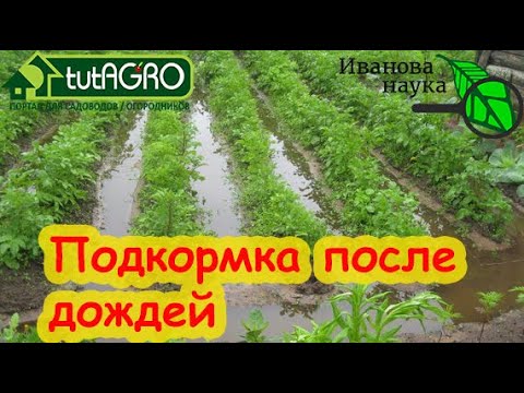 Весь день льет дождь? Чем подкормить растения, если дождей слишком много. Подкормка на осадках.