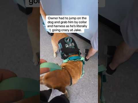 Untrained dog goes nuts over my service dog #servicedog #dog #youtubeshorts #shorts #dogtraining