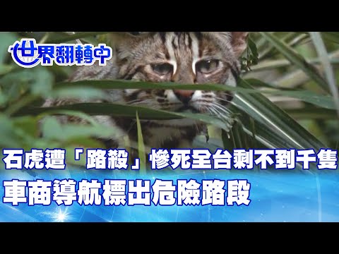 石虎遭「路殺」慘死全台剩不到千隻(5分58秒到最後)