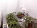 WeeD22MaN