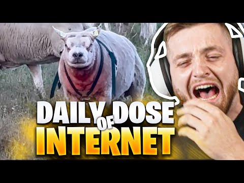 🤯🤯Einfach ein SCHAFUND! Noch NIE SOWAS GESEHEN! - Daily DOSE REAKTION  | Trymacs Stream Highlights