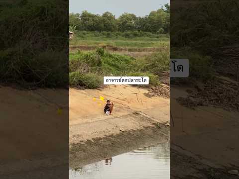 ตกปลาด้วยเหยื่อสดครั้งแรก โดย อาจารย์ตกปลาชะโด  #ตกปลา #fishing