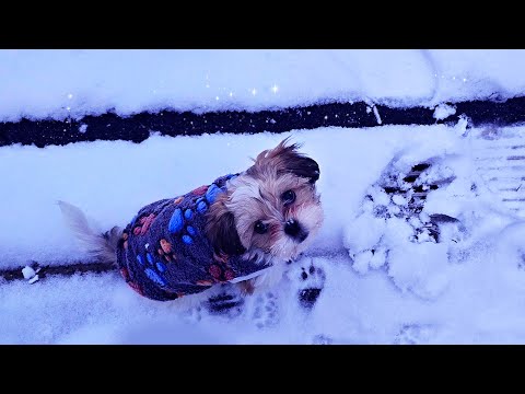 Boomer Puppy Joycie  - Snow Fun