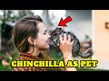 Chinchilla Care and Behavior