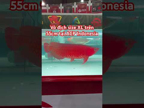 Em Cá Rồng Huyết Long này gần 1 tỏi 🍠❤️🔥❤️🔥