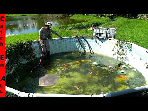 DRAINING My EXOTIC FISH POOL and BUILDING a NEW STINGRAY POND!
