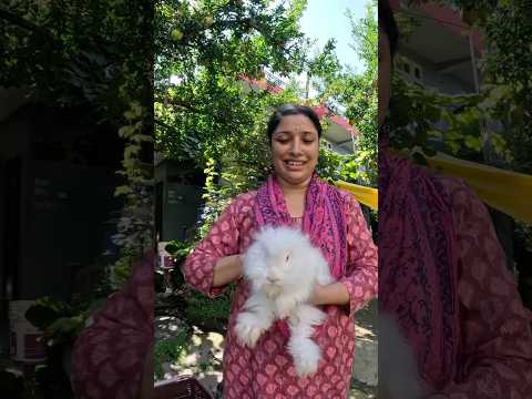 Meeting the Cutest Angora Rabbits ๐โจ#shorts #viralshorts #trendingshorts