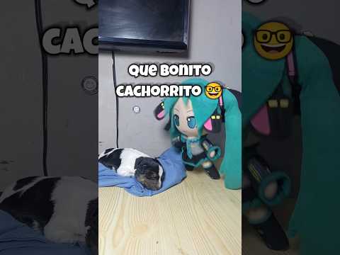 Miku Y Su Nueva Mascota #humor #miku #comedia