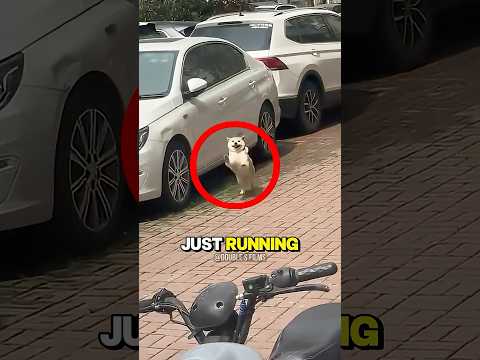 Dog With a Positive Attitude Just Wants a Family...