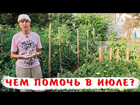 Чем подкормить томаты в июле? Как сделать сладкими томаты?