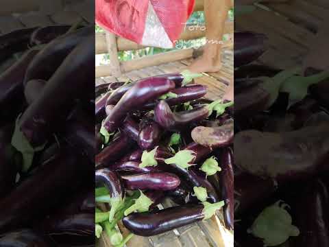 Ang kaunting harvest natin ng gulay #farming #buhaymagsasaka #buhayprobinsya